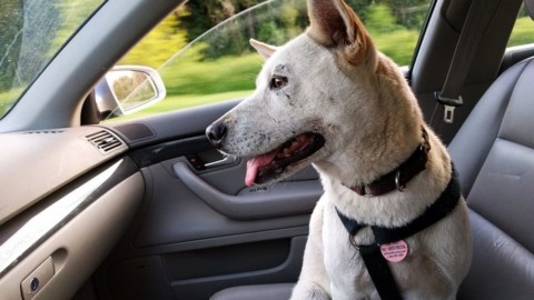 Trasportare il cane in macchina: cosa dice la legge e quali metodi … – Today