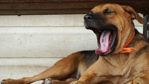 Cani ed esercizio: scoprire quando è utile – GreenStyle
