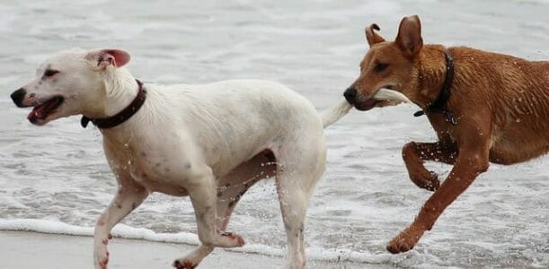 cani che non mordono taglia grande