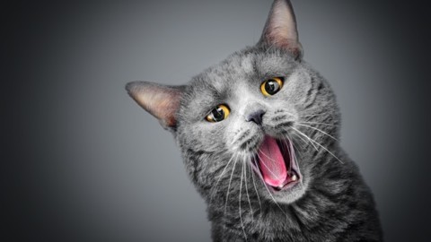 10 motivi per cui il gatto è l'animale più potente del mondo – Vanity Fair.it