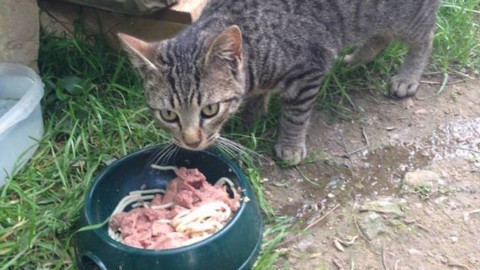 Festa del Gatto, l'Enpa invita ad aiutare i gatti delle colonie feline … – Il Vostro Giornale