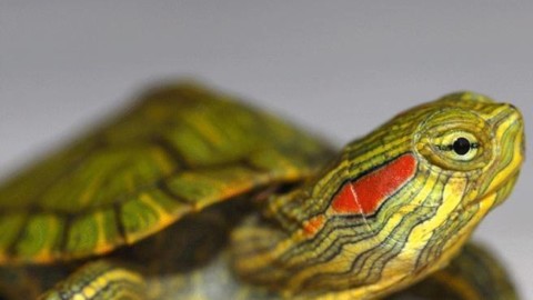 Animali, il decreto contro gli «alieni»: nella black list la tartarughina … – Corriere della Sera