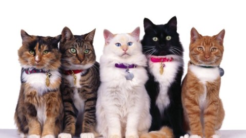 Amico gatto: come festeggiarlo – Bsnews.it