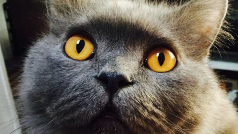 Giornata mondiale del gatto, festeggia il tuo amico baffuto con … – Riviera24
