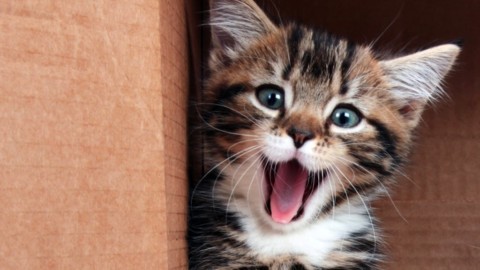 A Montesilvano la seconda edizione della Festa Nazionale del Gatto – IlPescara