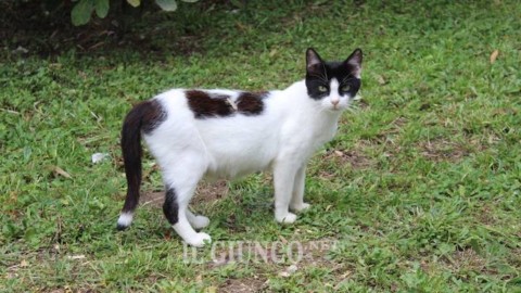 Spariti i gatti della colonia felina: l'allarme delle volontarie … – IlGiunco.net