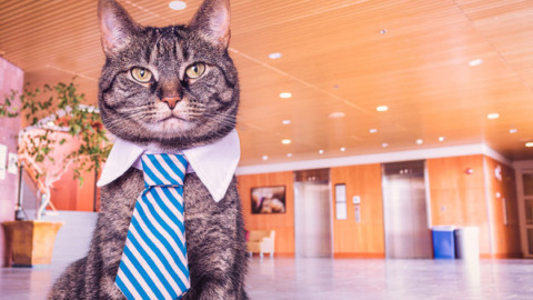 Gatti in condominio: regole – La Legge per Tutti