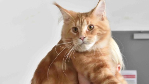 Anche un gatto veneziano fra i premiati fra i “gatti più belli del mondo” – Gente Veneta