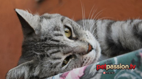 Come scoprire se il gatto si sente solo – Petpassion.tv