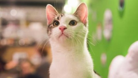 Festa del gatto: 5 regole per portarli in aereo e 5 Cat Café da visitare – Affaritaliani.it