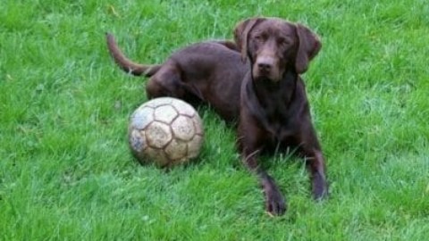 Cani che non abbaiano: quali sono le razze di cani più silenziose? – TuttoGreen