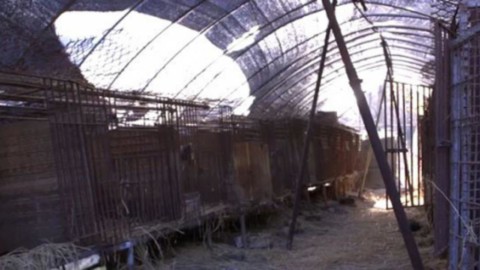 Le Olimpiadi invernali non fermano il consumo di carne di cane – Blasting News