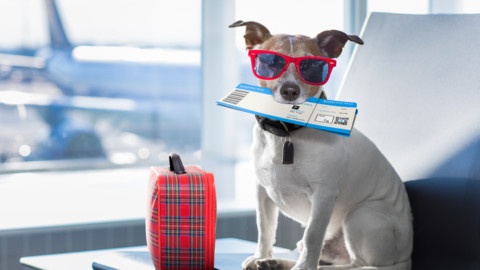 Vacanze per cani: perchè ne hanno bisogno – Stile.it
