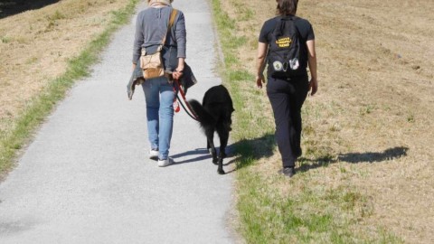 Bar e negozi di alimentari vietati ai cani – La Sentinella del Canavese