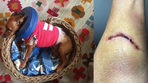 Jesolo, padrona e cagnolino azzannati da due cani – la Nuova di Venezia