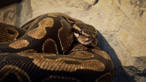 Tre serpenti esotici in casa, ma il pitone è illegale: denunciato un … – Gazzetta di Mantova