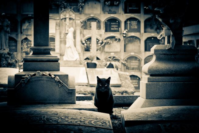 Un gatto nero