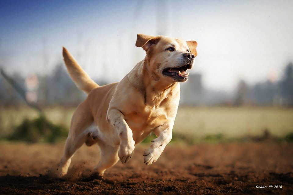 labrador