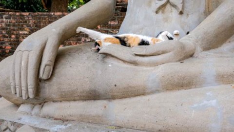 L'antica leggenda buddista sui gatti – greenMe.it