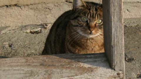 Monza, in arrivo “Obiettivo Gatto” una mostra fotografica felina – MBnews