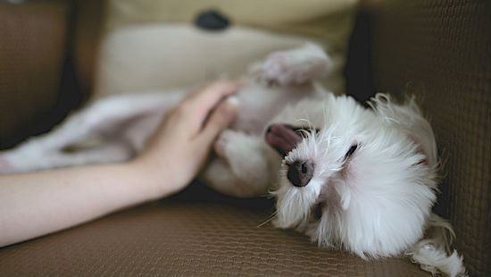 Cane e cura