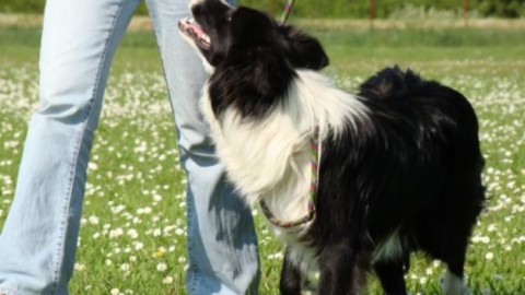 Patentino del cane buon cittadino – Sempione News (Comunicati Stampa) (Blog)