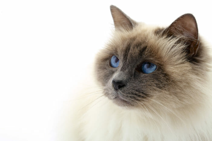 Gatti che non perdono pelo e sono anallergici: i nostri consigli
