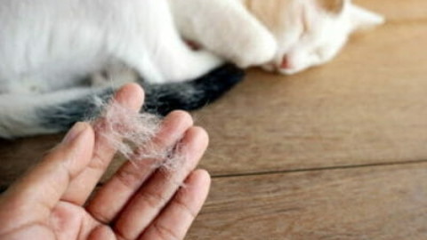 Gatti che non perdono pelo e sono anallergici: i nostri consigli – TuttoGreen