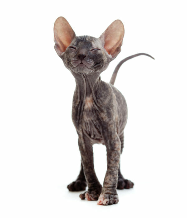 Gatti che non perdono pelo e sono anallergici: i nostri consigli