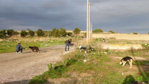 La onlus di Bergamo e Spinone, il cane impiccato: “Dolcissimo … – BergamoNews.it