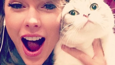 Giornata nazionale del gatto: ecco come festeggiare il tuo micio – Io Donna