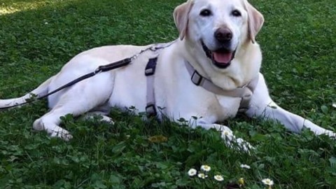 Villa Guardia: altro che cani e gatti – La Provincia di Como