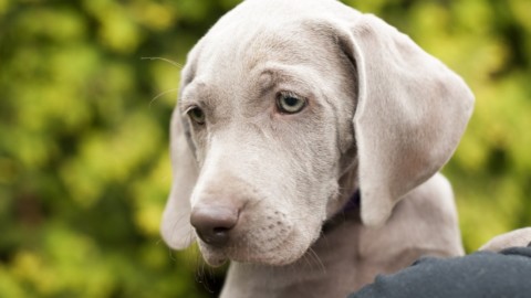 Riley, il cane da museo che difende le opere d'arte grazie al suo fiuto – LifeGate