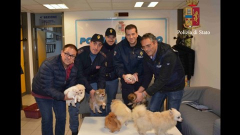 Ragusa, salvati 6 cuccioli di cane rubati. Erano in fin di vita – Sky Tg24