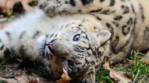 Il mercato del cachemire minaccia la sopravvivenza del leopardo … – Quotidiano.net