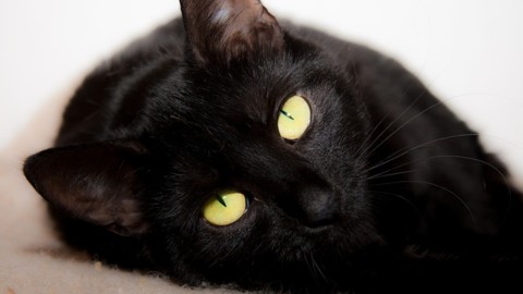 Spagna, uccide il gatto nella lavatrice e pubblica video online – il Giornale