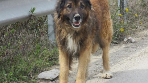 “Il cane della mafia” di Salvatore Mugno, divagazioni sui cani di … – SiciliaInformazioni.com