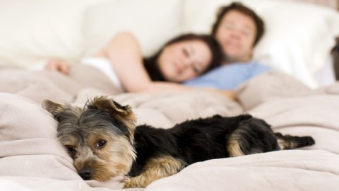 Sorpresa, dormire con Fido migliora la qualità del sonno – il Giornale