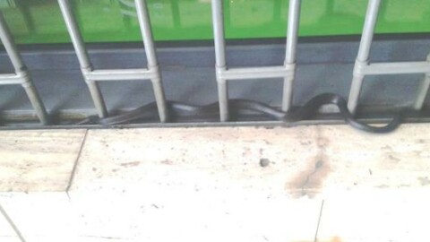 Catania, panico per un serpente in viale Jonio: recuperato dai vigili … – La Sicilia