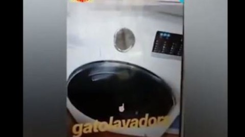 Uccide il gatto in lavatrice e pubblica il video su Instagram – 105.net