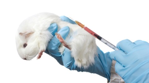 Sperimentazione: allarmante aumento degli animali utilizzati nel 2016