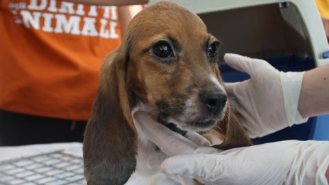 Accusati di aver diffamato veterinario nella vicenda Green Hill, faremo appello