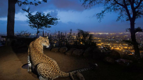 Mumbai, leopardi contro la rabbia – National Geographic Italia