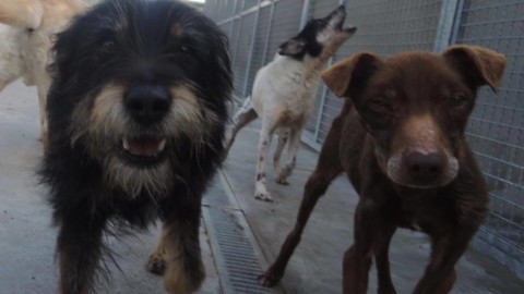Sori, obbligatorio pulire se il cane sporca – Il Nuovo Levante