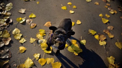 A Senigallia nasce bosco in memoria degli animali domestici – ANSA.it