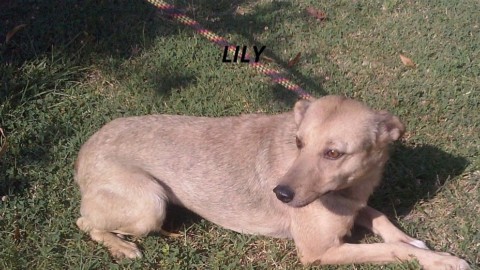 Acqua obbligatoria per chi porta fuori il cane – Qui News Volterra
