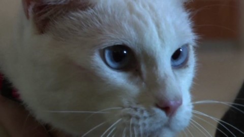Achille il gatto sordo scelto come “indovino” dei Mondiali – Affaritaliani.it