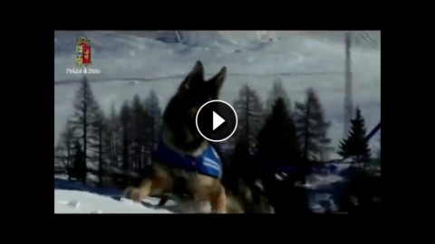 Moena: il lavoro che svolgono i cani poliziotto – YouReporter