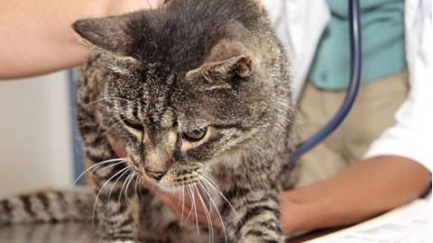 Parassiti interni ed esterni del gatto – Vivere Fermo