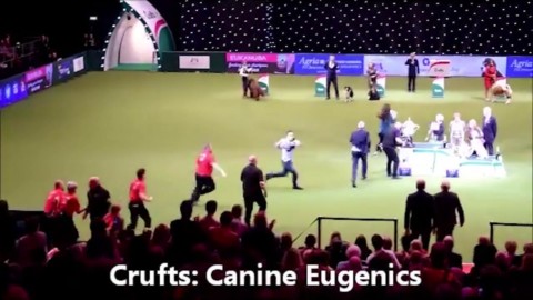 Gb, si premia il miglior cane dell'anno: animalisti fanno irruzione e … – La Repubblica